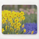 Buscar narcisos alfombrillas de raton Follaje