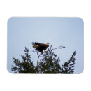 Buscar eagle calvo imanes Pájaro