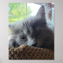 Buscar gato azul ruso posters Nebelung