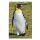 Buscar pingüino calendarios Gentoo