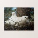 Buscar palomas blancas puzzles Blanco