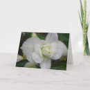 Buscar clavel tarjetas Blanco