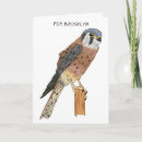 Buscar peregrine falcon tarjetas Pájaro