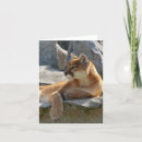 Buscar puma tarjetas Fauna