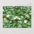 Buscar loto blanco postales General y unisex