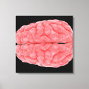 Buscar cerebro lienzos Neurología