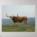 Buscar toro del rodeo posters Ganado