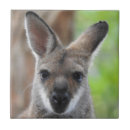 Buscar wallaby Marsupial