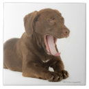 Buscar laboratorio azulejos Animal