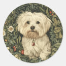 Buscar perro maltés pegatinas Perros
