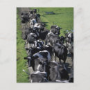 Buscar vacas lecheras postales Ganado