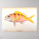 Buscar biología marina posters Oceanografía