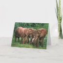 Buscar fauna tarjetas Naturaleza