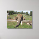 Buscar colmillos fotografía Elefante