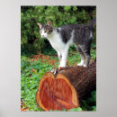 Buscar árbol de cedro posters Madera