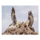 Buscar jerarquía fotografía Osprey