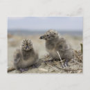 Buscar pollos postales Pájaros