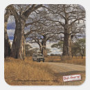Buscar baobab pegatinas Árbol