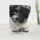 Buscar havanese Perro