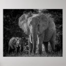 Buscar gris africano posters Fotografía