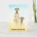 Buscar meerkats tarjetas Vida silvestre