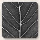 Buscar hoja hermosa cristaleria bar Naturaleza