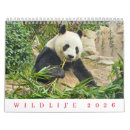 Buscar pingüinos calendarios Vida silvestre