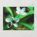 Buscar ladybug postales Animal