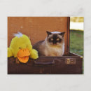 Buscar graciosos postales Animal