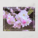 Buscar flores de cerezo blancas postales Para ella