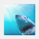 Buscar gran tiburón blanco imanes Vida silvestre