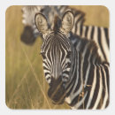 Buscar hierba alta pegatinas África