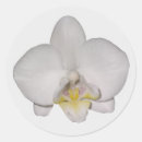 Buscar orquídeas blancas pegatinas Flor blanca