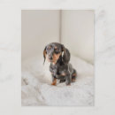 Buscar cachorros postales Dachshund