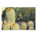 Buscar cactus de barril posters Verde