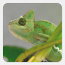 Buscar camaleón pegatinas Reptil