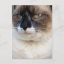 Buscar gatos bonitos postales Gatitos
