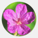 Buscar macro pegatinas Flores silvestres