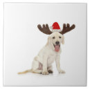 Buscar aduana azulejos Canino