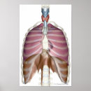 Buscar sistema respiratorio posters Órgano