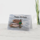 Buscar pato silvestre tarjetas Fotografía