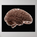 Buscar cerebro posters Inteligencia