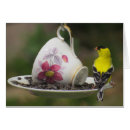 Buscar pinzones postales Pájaro