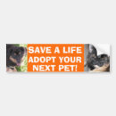 Buscar adopción animal pegatinas parachoque Gato