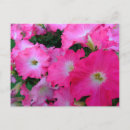 Buscar petunias rosadas postales Naturaleza