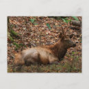 Buscar alces postales Toro