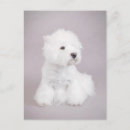 Buscar westie postales Divertido