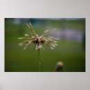 Buscar flora y fauna posters 1 ª fauna