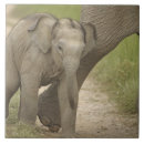 Buscar elefante indio azulejos Fauna