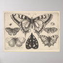 Buscar insecto lepidóptero posters Mariposas